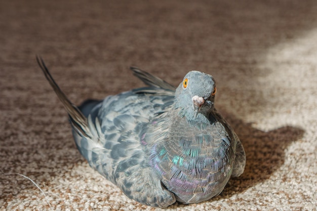 Een duif zit op de grond in een kamer. Een duif kijkt in de camera.