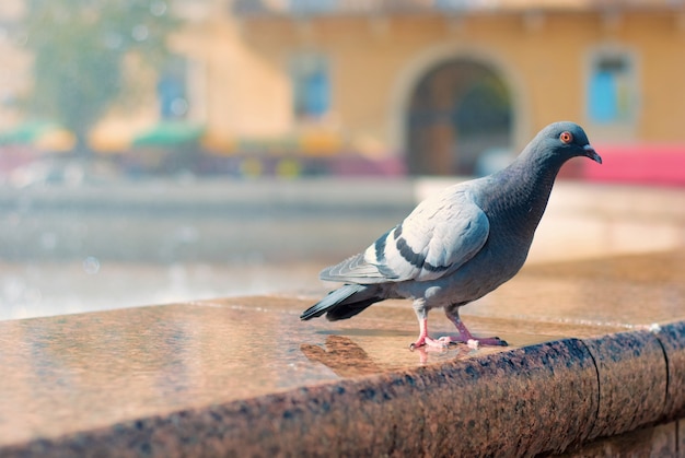 Een duif zit op de portiek van de fontein in het stadscentrum
