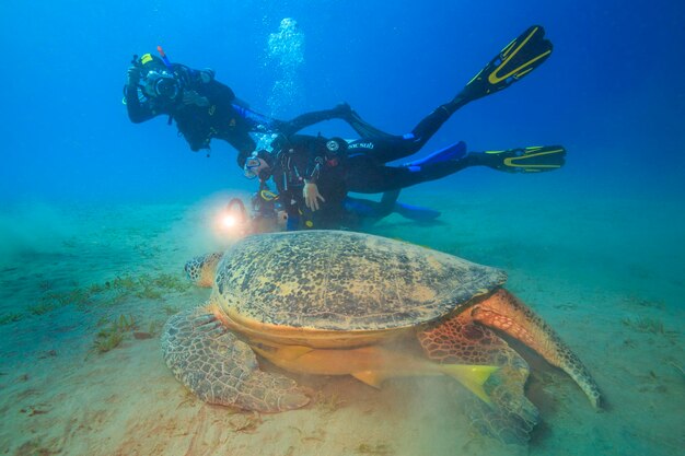 Een duiker fotografeert een grote zeeschildpad die het zeewier Rode Zee Egypte eet