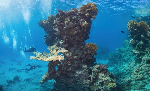 Een duiker zwemt in de buurt van een koraalrif en verkent het.