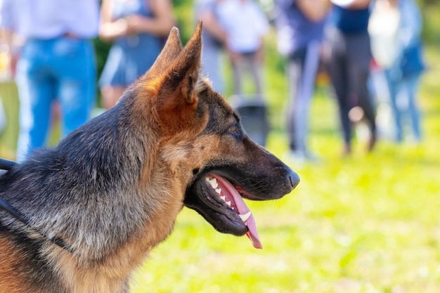 Een duitse herder in het park bij de mensen kijkt aandachtig vooruit