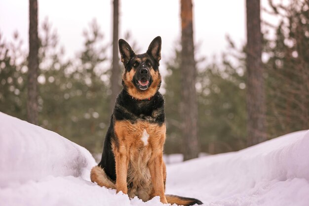 Een Duitse herder zit in de sneeuw voor een bos.