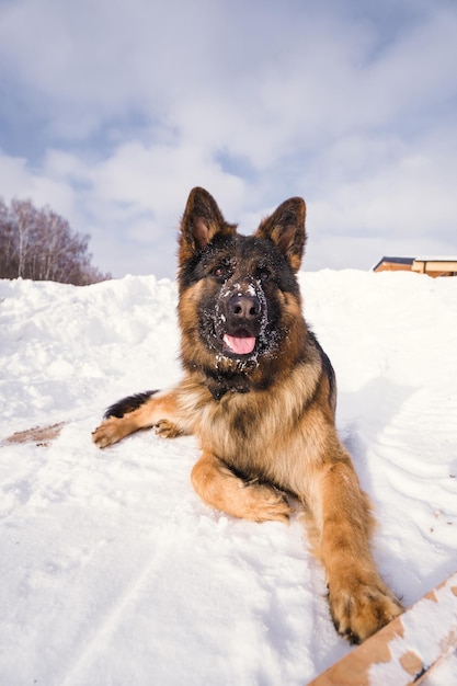 Een Duitse herdershond die in de sneeuw ligt