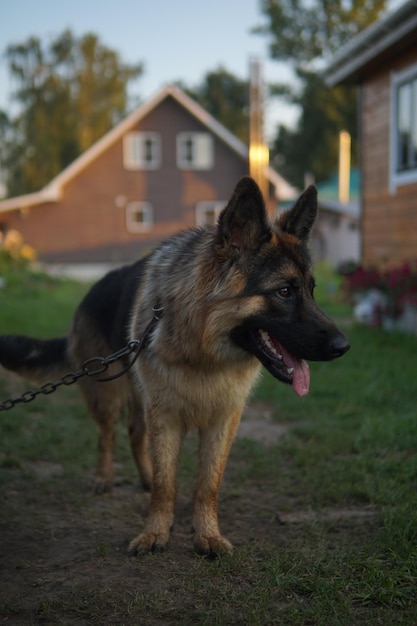 Foto een duitse herdershond staat voor een huis.