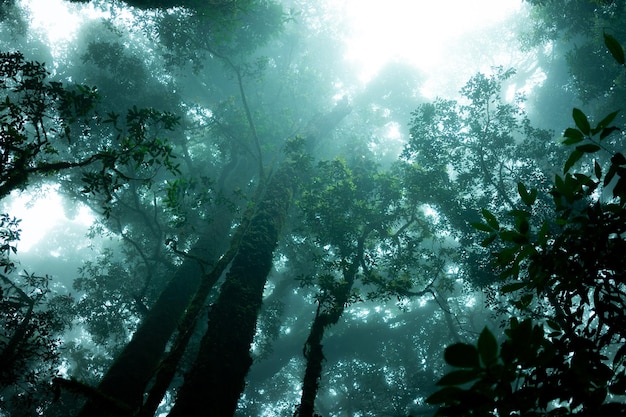 Een dunne mist in het diepe bos bij de dageraad van een nieuwe dag in het regenwoud