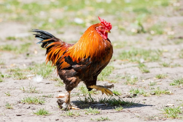 Een dwerghaan gaat door het erf