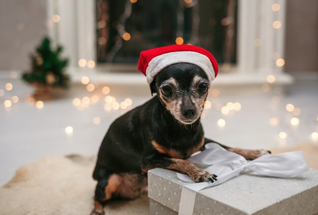 Een dwergpinscherhond met een rode nieuwjaarsmuts zit op een cadeau in de kamer