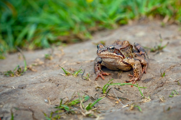 Een echte kikker close-up op het gras..