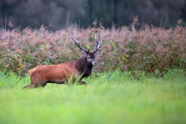 Een edelhert in een veld