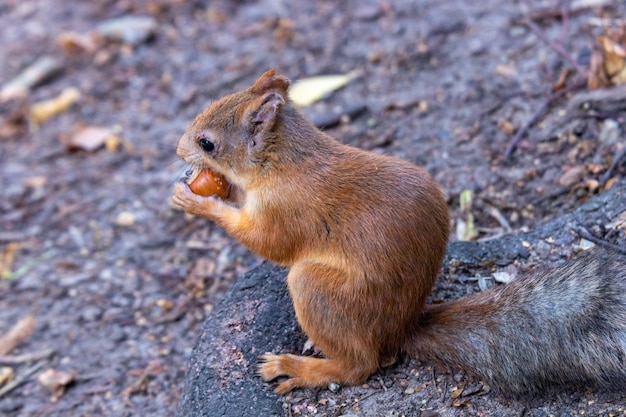 Foto een eekhoorn die op de grond zit.