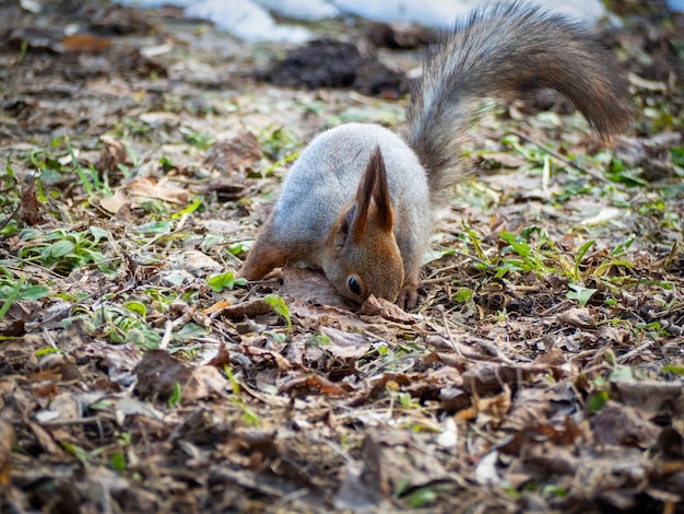 Een eekhoorn graaft in de herfst door het herfstgebladerte in het park.