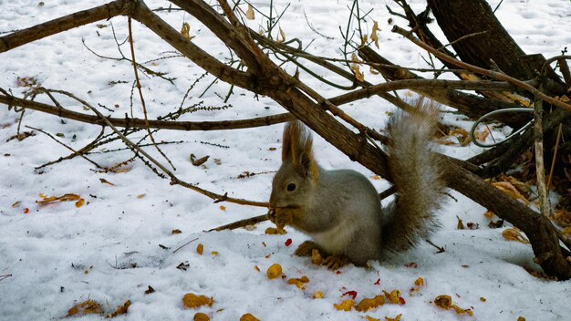 Een eekhoorn zit in de winter in de sneeuw bij een boom en knaagt aan een pinda