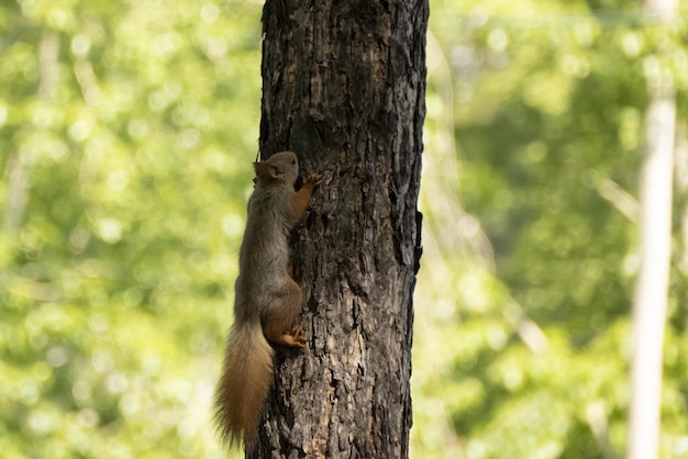 Een eekhoorn zit in de zomer op een boom