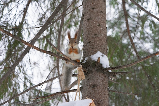 Een eekhoorn zit op een pijnboomtak en knaagt aan noten in het park in de winter.