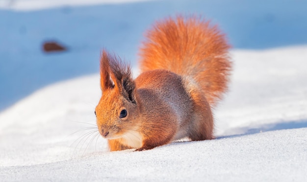 Een eekhoorn zit op witte sneeuw en eet een noot Een prachtige winterdag