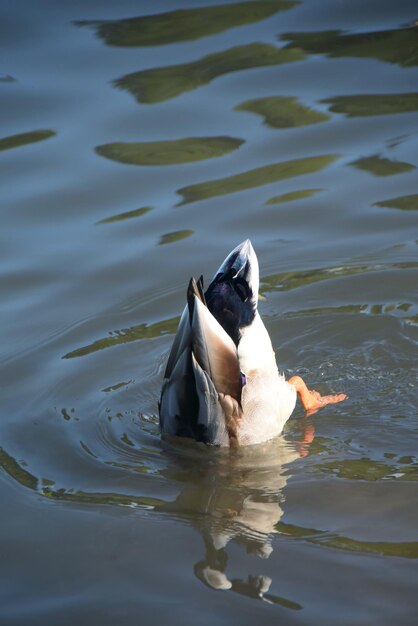 Foto een eend die in het meer duikt