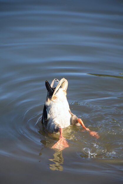 Foto een eend die in het meer duikt