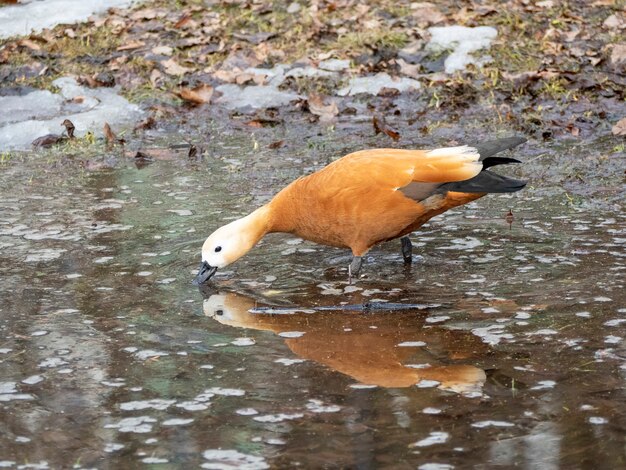 Een eend drinkt water uit een plas in de lente