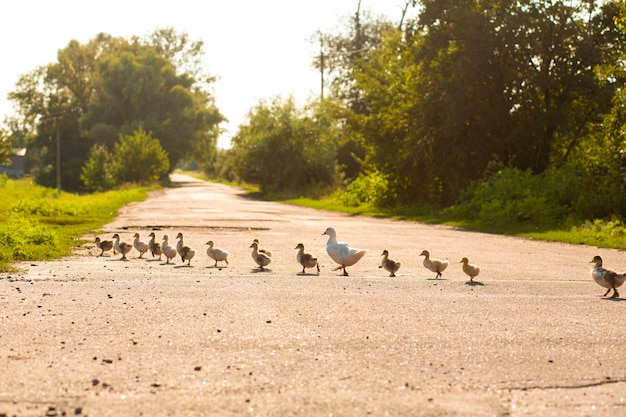 Een eend leidt zijn eendjes over de weg