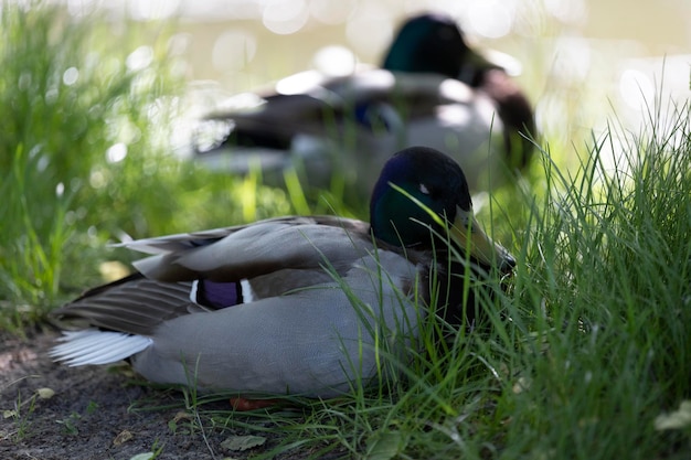 Een eend ligt in het gras en de andere eend kijkt naar de camera.