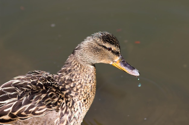 Een eend met water dat uit zijn snavel druipt Eendclose-up