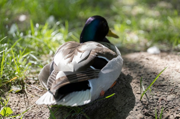 Een eend zit op de grond en het gras is groen en wit.