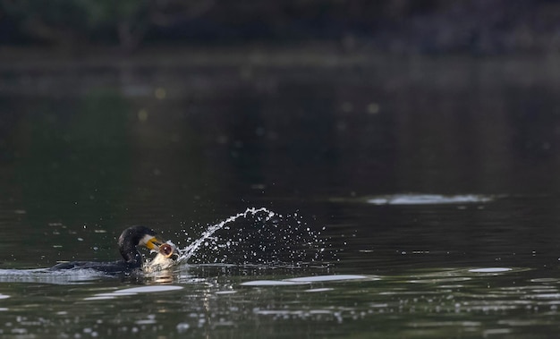 Een eend zwemt in het water en het water spat.