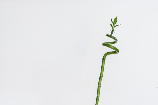 Foto een eenvoudige minimalistische stijl met een gesponnen bamboeplant op de plank thuis in de glazen fles met water