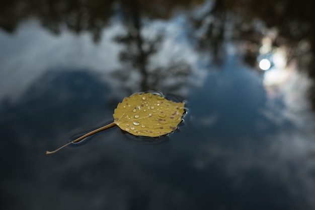 Een eenzaam blad in het meerwater, de herfstbos