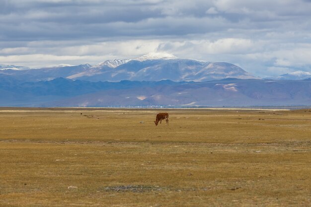 Een eenzaam bruin kalf graast. in de weilanden van het Altai-gebergte. Rusland.