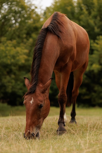 Een eenzaam paard dat in het park loopt en gras knabbelt in de herfst in het park