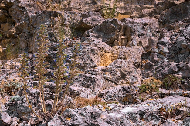 Een eenzame bergbloem met blauwe knoppen die groeien op een grijze, stenen, doorzichtige muur Achtergrond