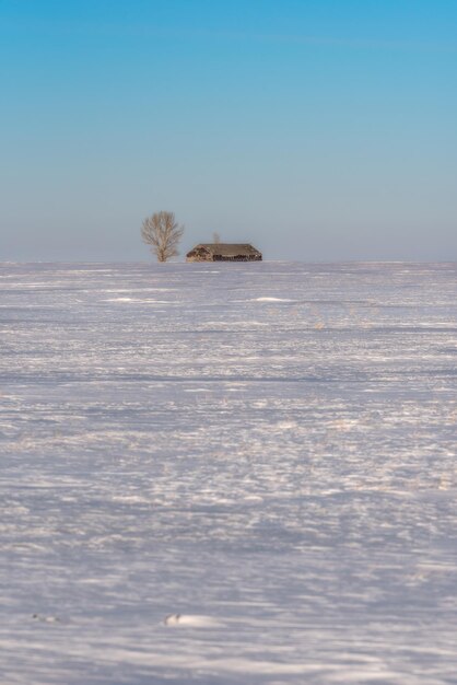 Een eenzame boom en schuur in een uitgestrekt besneeuwd prairielandschap Minimalisme