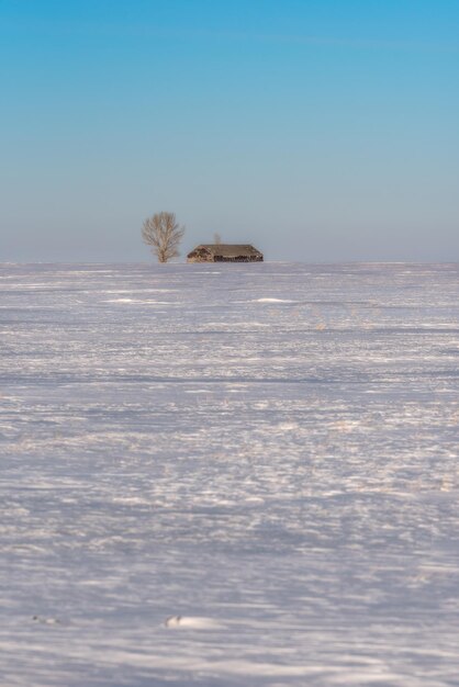 Een eenzame boom en schuur in een uitgestrekt besneeuwd prairielandschap minimalisme