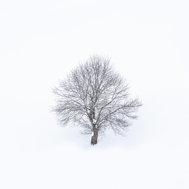 Een eenzame boom in de sneeuw Giresun Hooglanden Zwarte Zee Turkije