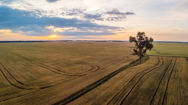 Een eenzame boom in het midden van een groot veld bij zonsondergang