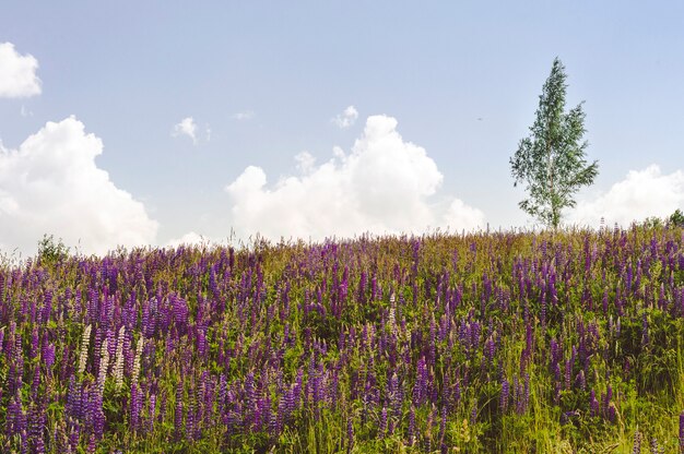 Een eenzame boom op een heuvel met bloeiende lupines