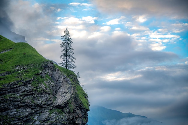 Een eenzame boom staat op een klif onder een bewolkte hemel