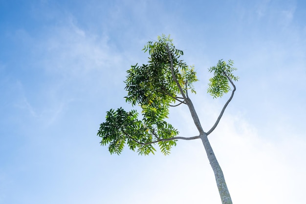 Een eenzame boom tegen de blauwe lucht Van onderaf gefotografeerd