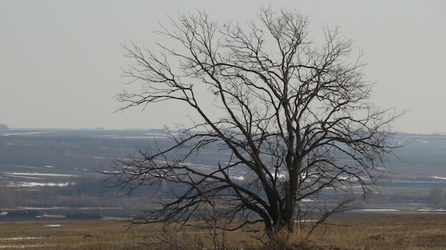 Een eenzame boom zonder bladeren in een veld