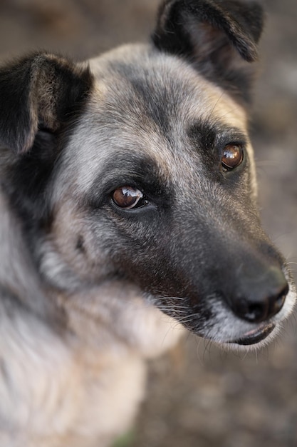 Een eenzame en droevige waakhond aan een ketting in de buurt van een hondenhok buiten