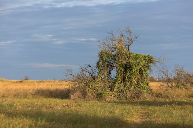 Een eenzame groene boom in het zuidelijke steppegrasland bij de Zwarte Zee, Oekraïne