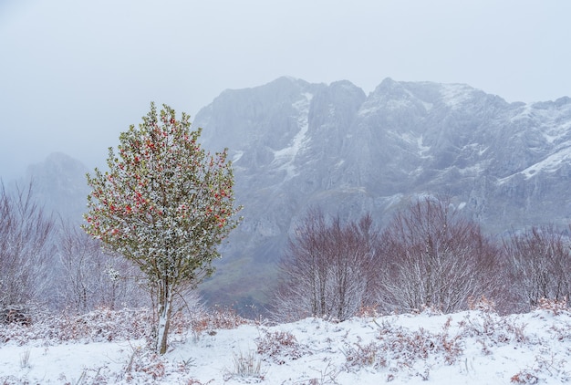 een eenzame heilige boom in de sneeuw in het natuurpark Urkiola