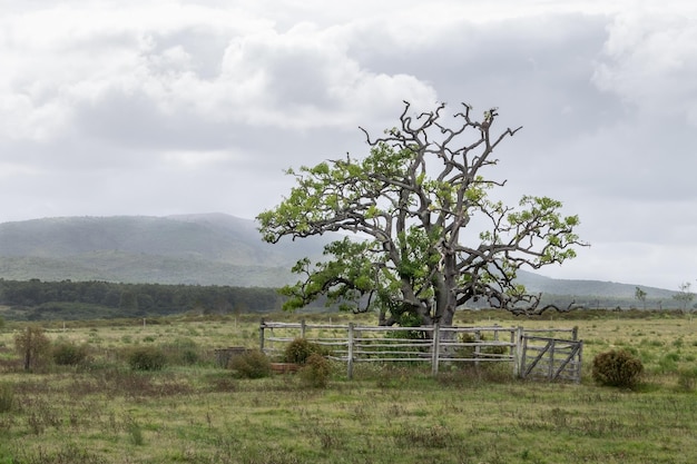 Een eenzame oude boom in een kraal op het platteland met de bergen op de achtergrond