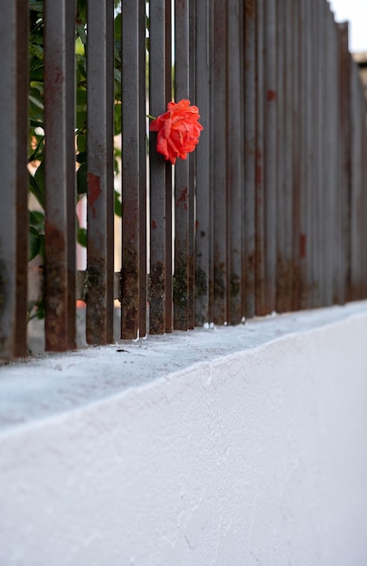 Een eenzame rode roos lijkt eenzaam en romantisch verliefd op zoek naar een partner