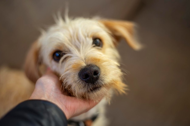 Een eenzame trieste dakloze hond wacht op baasje