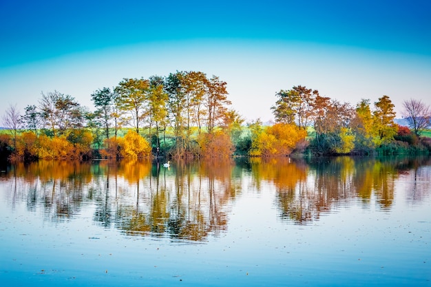 Een eenzame witte zwaan drijft langs een rivier die veelkleurige herfstbomen weerspiegelt. Herfst landschap met de rivier