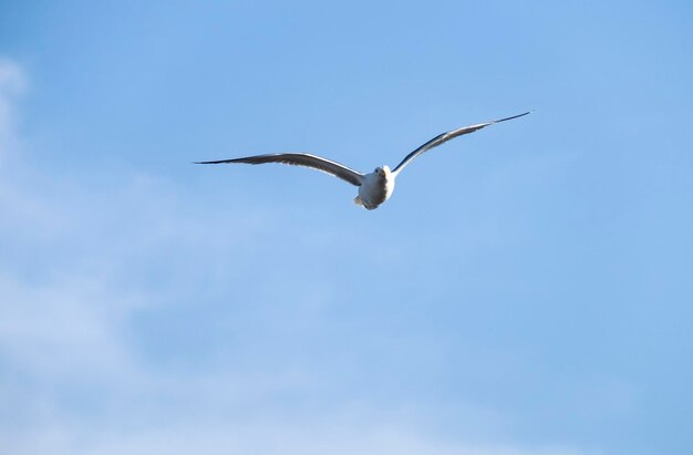 Een eenzame zeemeeuw vliegt over de blauwe lucht Zeemeeuw jaagt op vis over de zee