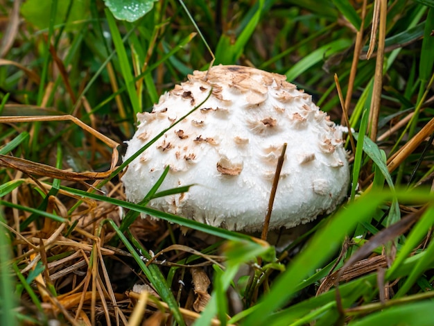 Een eetbare paraplupaddestoel die groeit in groen gras