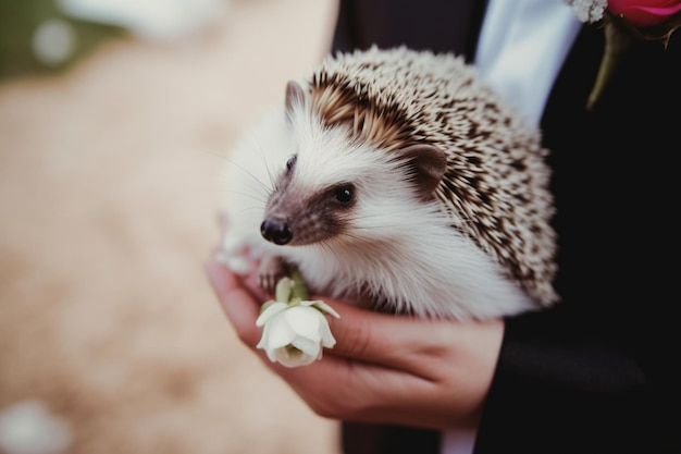 Een egel komt naar de bruiloft als een blijk van schattigheid en warmte